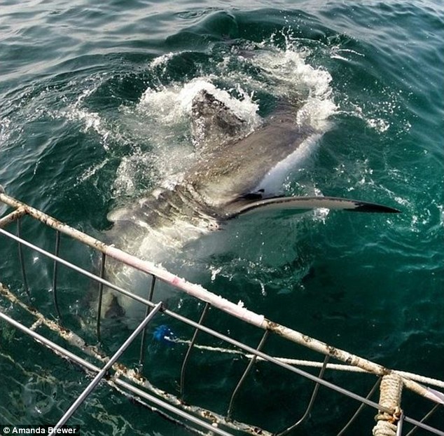 美国女汉子抓拍大白鲨特写镜头 场面震撼