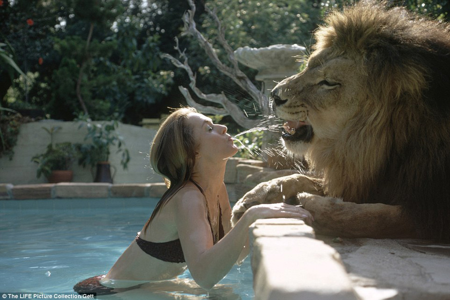 美国女星养狮子作宠物 上演真人版美女与野兽