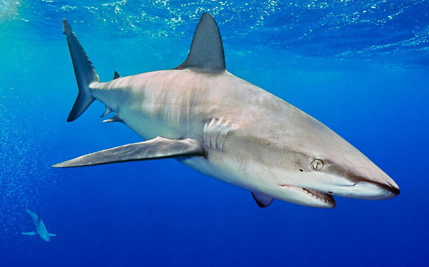 澳一研究称男性遭鲨鱼袭击致死机率是女性的八倍