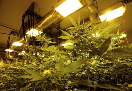 为降低医药价格 意大利授权军队种植大麻