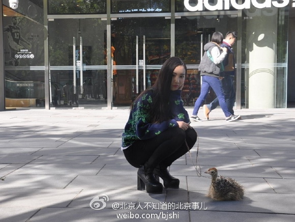 北京：美女三里屯遛鸵鸟 原是在卖鸵鸟肉