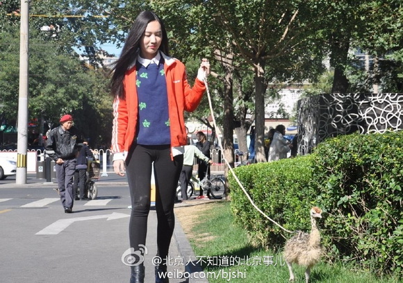 北京：美女三里屯遛鸵鸟 原是在卖鸵鸟肉