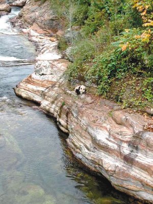 大熊猫保护区内饮水被困峭壁6小时