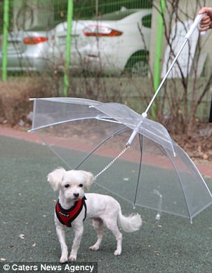 英国专为汪星人设计雨伞 主人下雨天不怕遛狗
