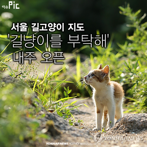 韩国首尔将运营流浪猫救助网络地图