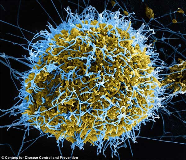 埃博拉历史可溯至类人猿时期 新发现有助疫苗研发