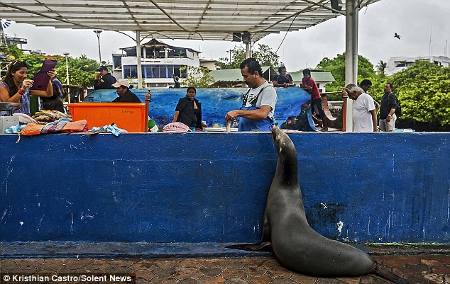 厄瓜多尔海狮成鱼摊“常客” 排队“买”金枪鱼