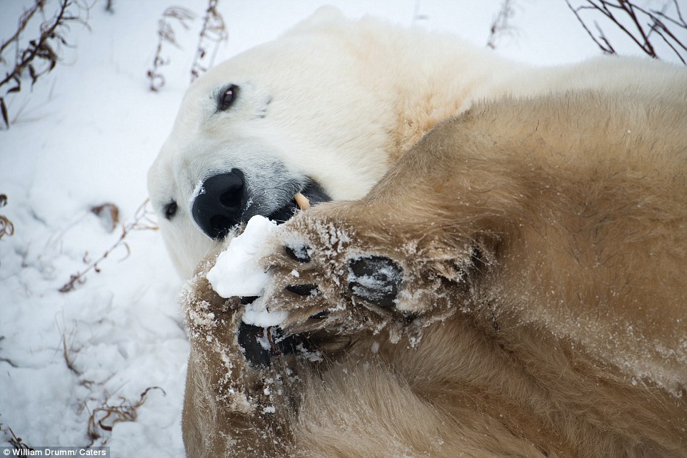 好奇北极熊“骚扰”摄影师 被拍下呆萌大头照
