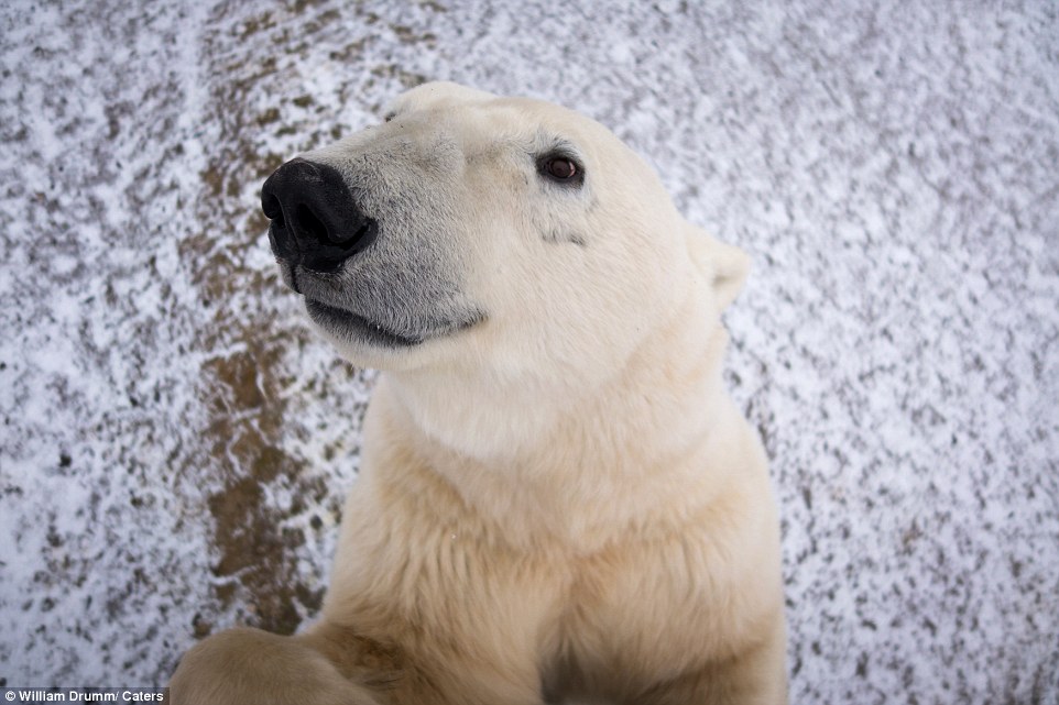 好奇北极熊“骚扰”摄影师 被拍下呆萌大头照