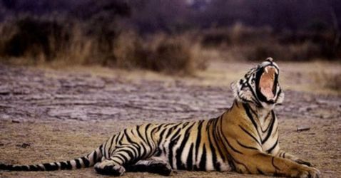 印度销毁4万多件野生动物器官以阻止走私