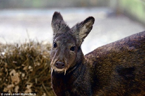 阿富汗惊现尖牙“吸血鬼鹿” 60年来首次现身