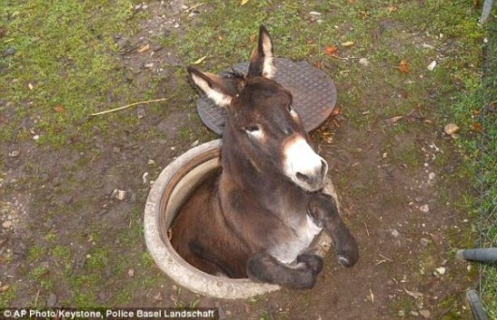 瑞士悲催驴子成功越狱却卡下水井 被送回动物园