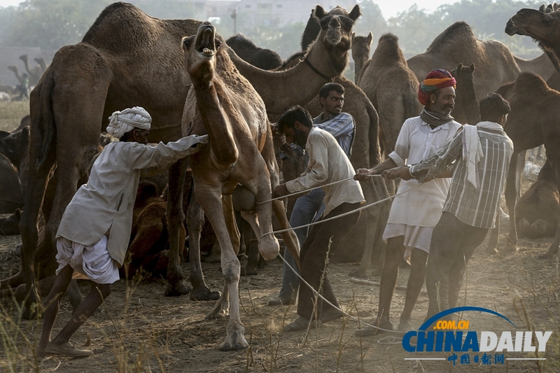 印度骆驼节开幕 万只骆驼参加集会