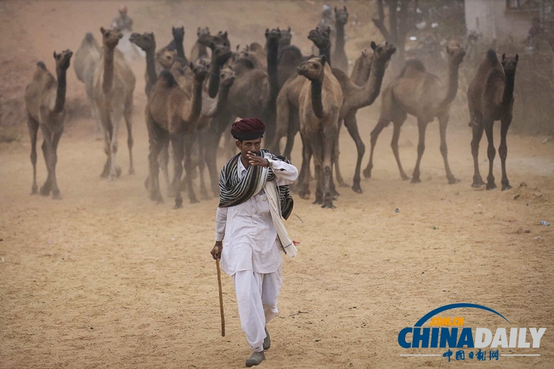 印度骆驼节开幕 万只骆驼参加集会