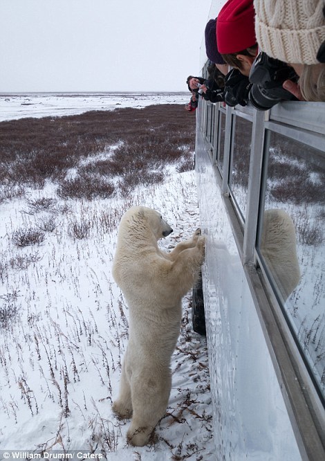 摄影师拍好奇北极熊呆萌大头照