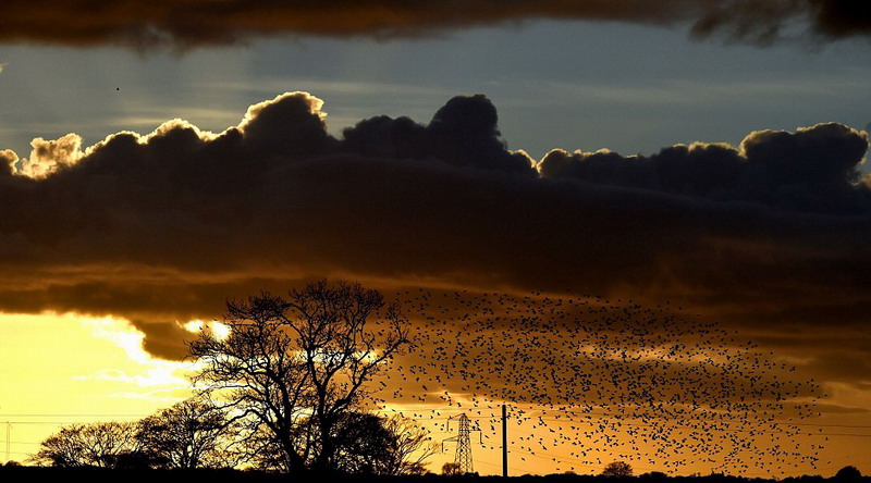 英国5万只椋鸟空中“群舞” 景象壮观宛若黑云(组图)