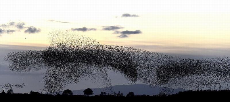 英国5万只椋鸟空中“群舞” 景象壮观宛若黑云(组图)