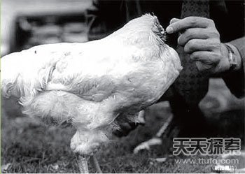 美国一公鸡被砍头后奇迹存活18个月