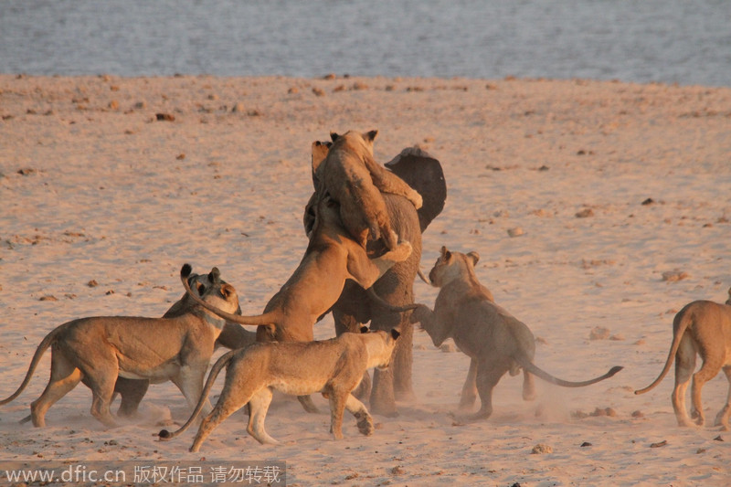 非洲大象独战14头母狮 惊险逃生