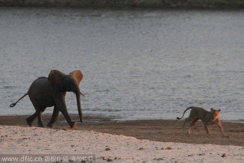 非洲大象独战14头母狮 惊险逃生