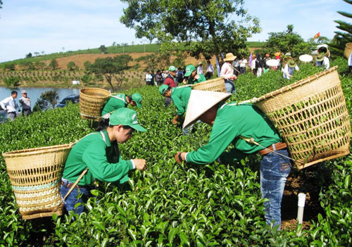 越南茶叶被禁入中国台湾 疑遭二恶英污染