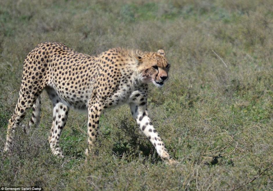 四目相对惊心动魄 猎豹车顶天窗伸头凝视旅客（组图）