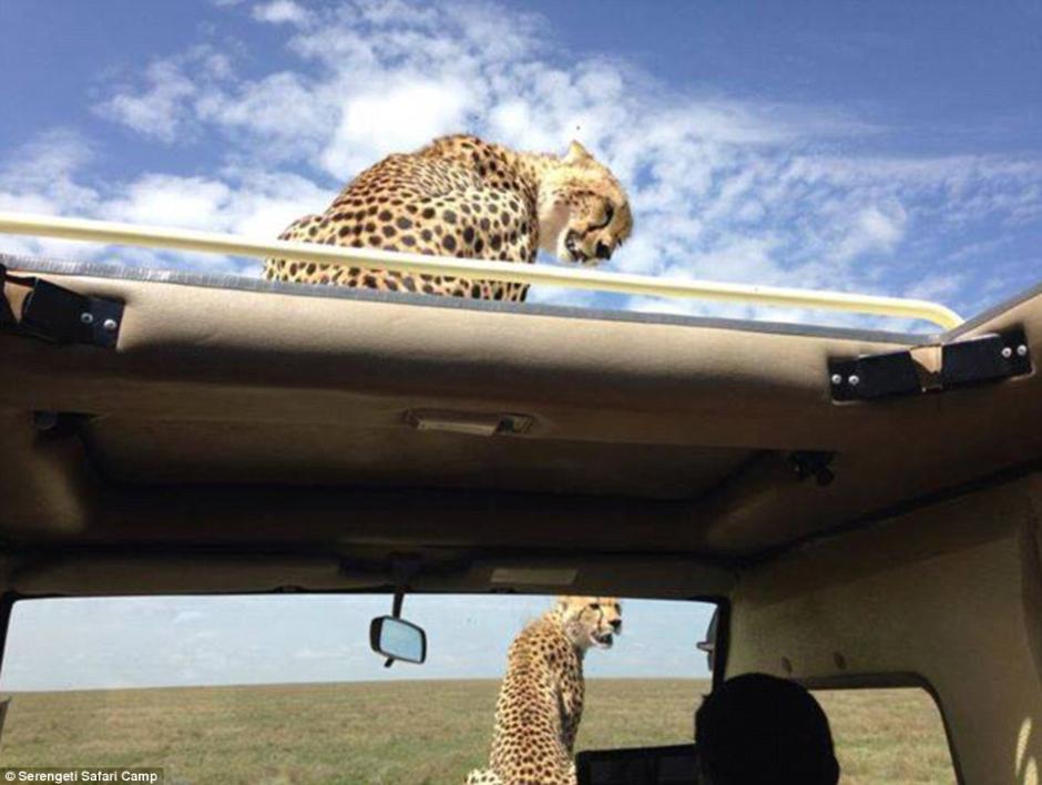 四目相对惊心动魄 猎豹车顶天窗伸头凝视旅客（组图）