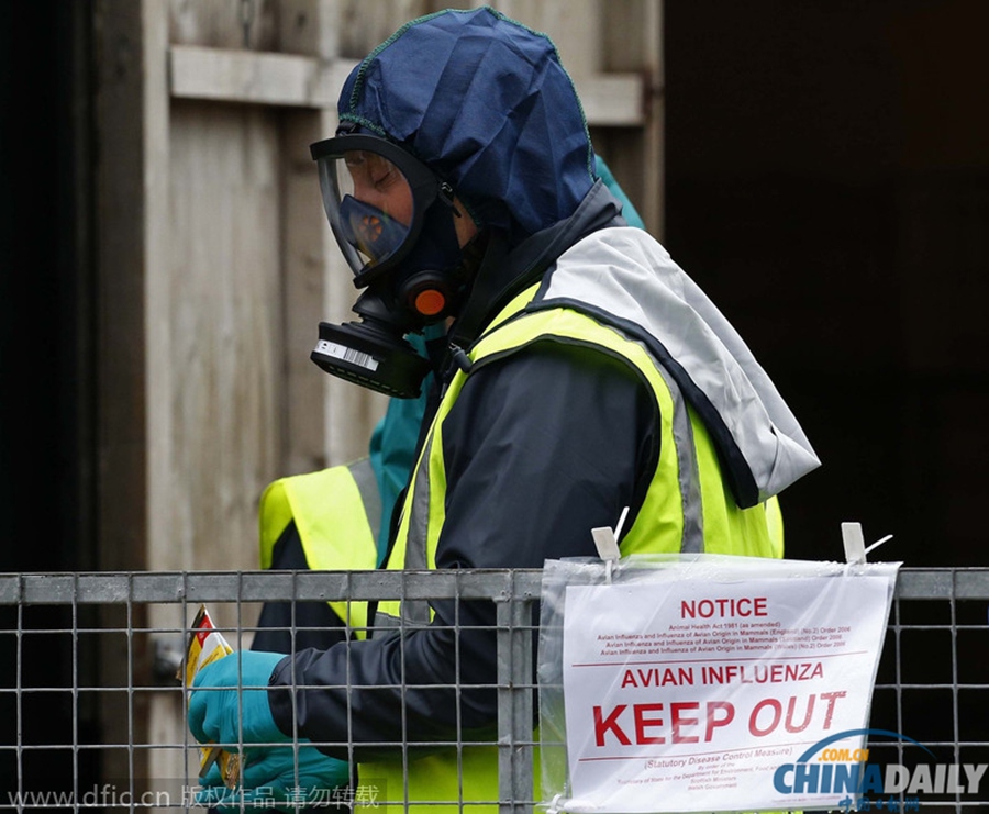 英养鸭场爆禽流感 将扑杀六千只鸭子防止疫情扩散