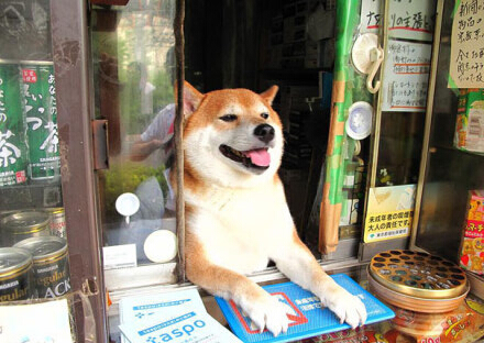 勤劳致富 一只会卖香烟的日本“八公”犬