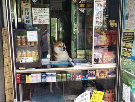 勤劳致富 一只会卖香烟的日本“八公”犬
