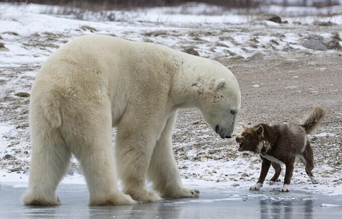 加拿大雪橇犬龇牙咆哮吓退北极熊