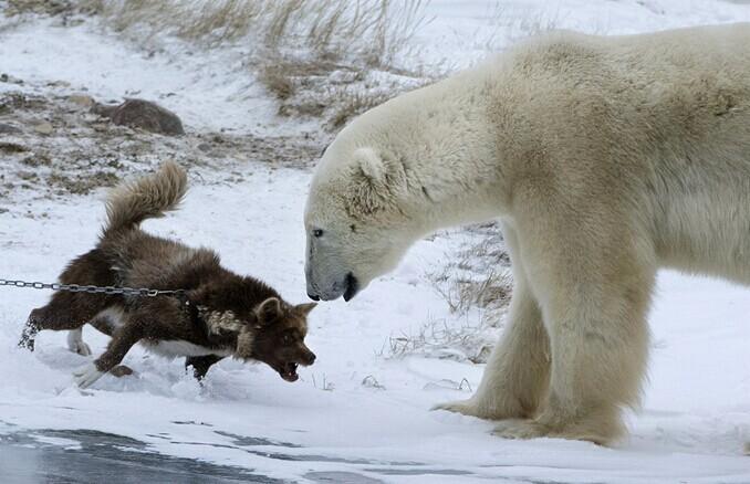 加拿大雪橇犬龇牙咆哮吓退北极熊