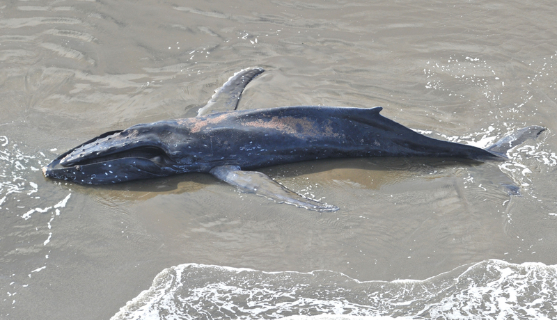 12米长座头鲸尸体被冲上日本海岸 研究员赴现场解剖