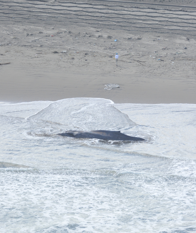 12米长座头鲸尸体被冲上日本海岸 研究员赴现场解剖