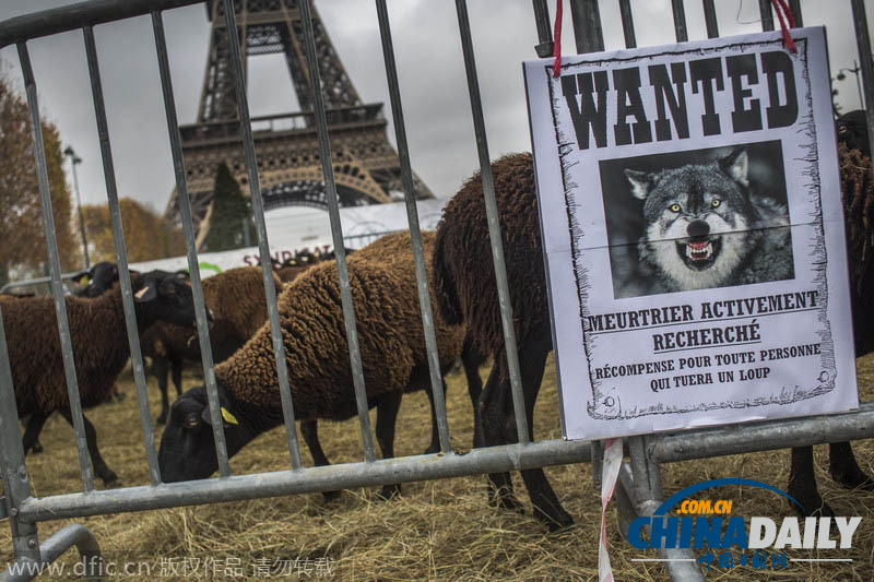 法国农民赶羊群在埃菲尔铁塔抗议狼患