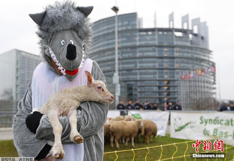 法国农民赶羊群在埃菲尔铁塔抗议狼患