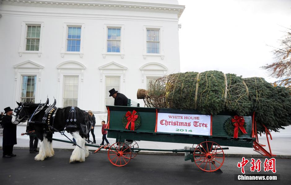 白宫迎来“首席圣诞树” 美国第一家庭亲自迎接