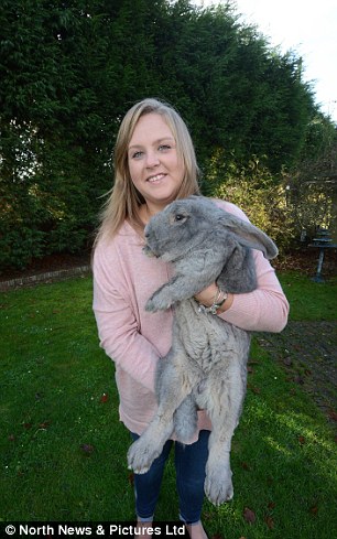 英国巨兔重达6公斤身长近1米 身材秒杀宠物狗