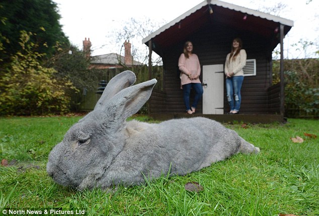 英国巨兔重达6公斤身长近1米 身材秒杀宠物狗