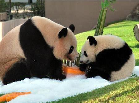 日本和歌山县动物园大熊猫产下双胞胎幼崽