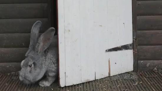 英国“巨兔”体长近90厘米 食量惊人爱吃零食