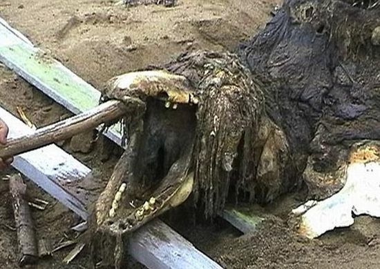 俄罗斯发现神秘动物尸骸 特种部队带回研究（图）