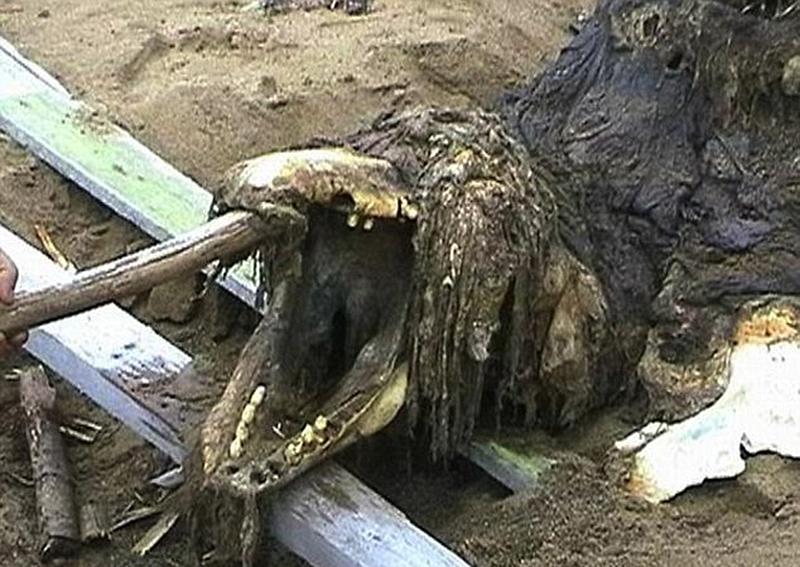 俄罗斯现神秘动物尸骸 疑似为鲸鱼尸骸（图组）