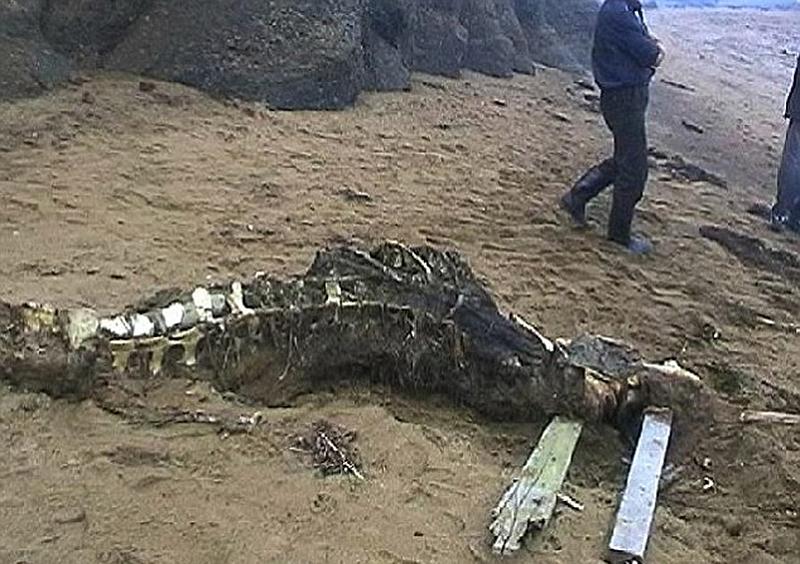 俄罗斯现神秘动物尸骸 疑似为鲸鱼尸骸（图组）