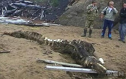 俄媒曝光一组8年前的神秘动物骨骼的照片