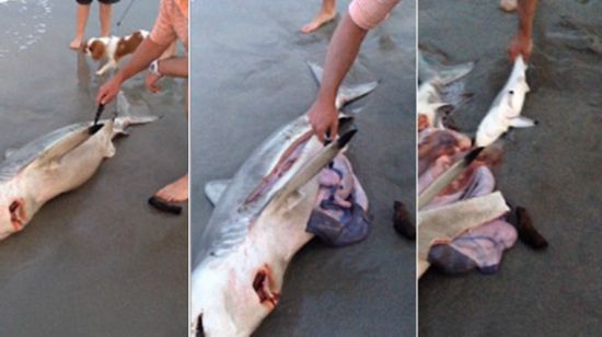 美国男子划开难产致死母鲨肚子救出3条幼鲨
