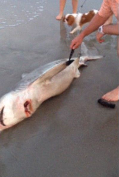美国男子划开难产致死母鲨肚子救出3条幼鲨