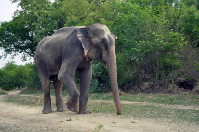 印度一被虐50年大象获救感动流泪