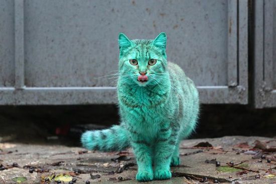 保加利亚惊现绿色宠物猫 长期睡在绿色废弃物中