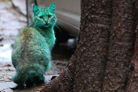 保加利亚惊现绿色宠物猫 长期睡在绿色废弃物中